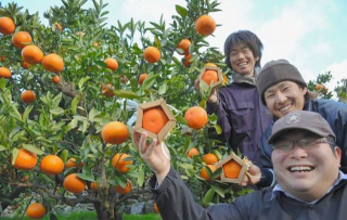 Illustration for article titled Forget Square Watermelons, Japan Now Has Pentagon-Shaped Oranges